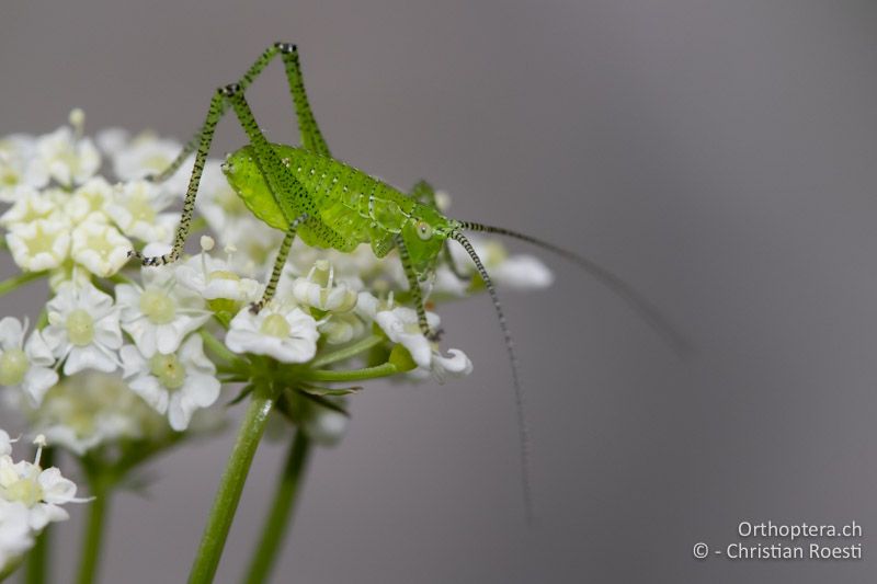 Kleine Larve von Leptophyes boscii, wohl im ersten Larvenstadium - HR, Primorje-Gorski, Mala Učka, 01.06.2014