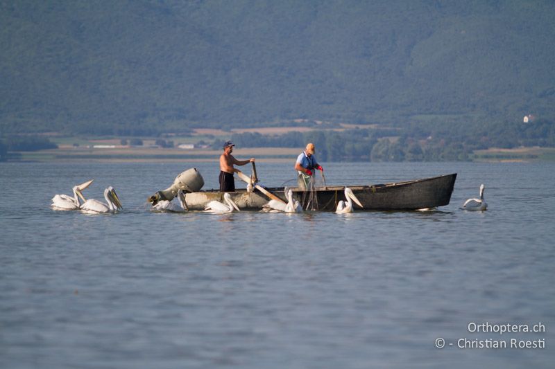 Fischer und Krauskopfpelikan auf dem Kerkini-See - GR, Zentralmakedonien, Kerkini, 08.07.2013