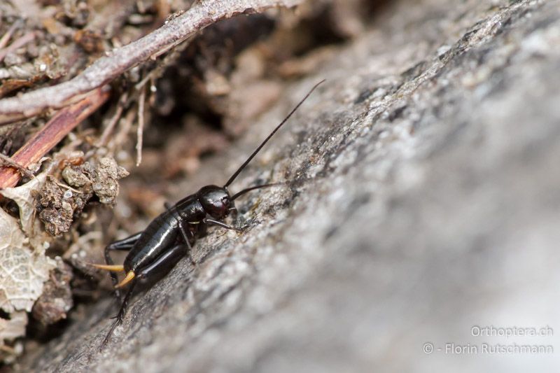 Ca. 3. Larvenstadium von Gryllus campestris - CH, TI, Mugena, 21.08.2011