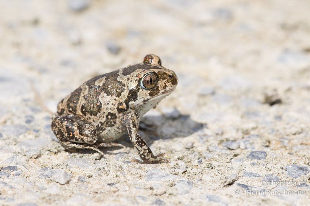 Junge Syrische Schaufelkröte (Pelobates syriacus) - GR, Zentralmakedonien, Methoni, 19.06.2015