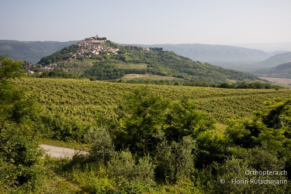 Das Städtchen Motovun - HR, Istrien, Motovun, 23.06.2016