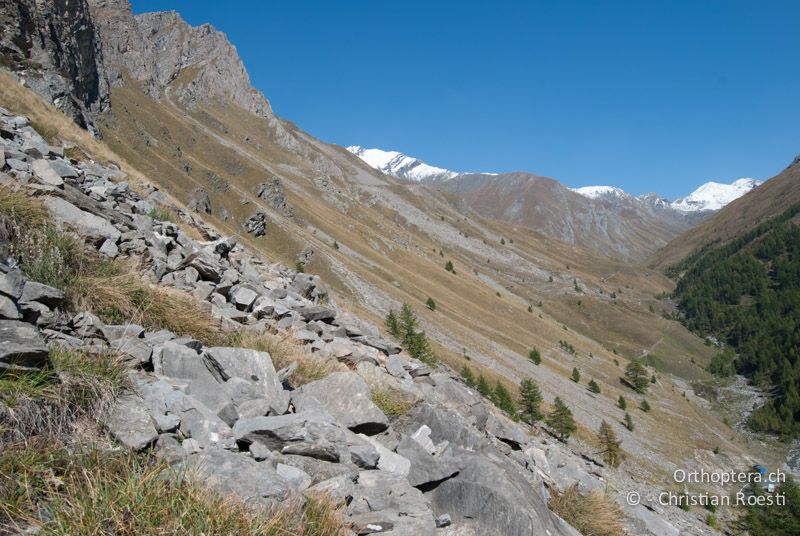 Schutthalde oberhalb oder an der Waldgrenze als typischer Lebensraum in höher gelegenen Gebieten der Alpen - IT, Piemont, Pontechianale, 23.09.2009