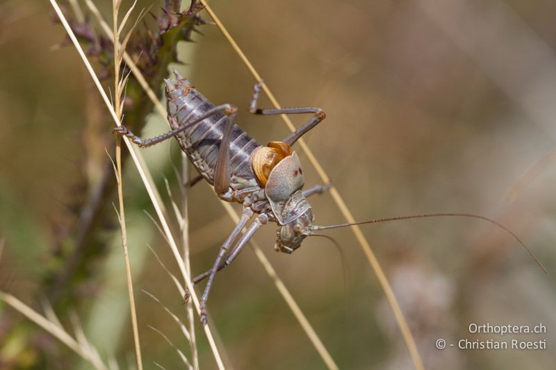 Ephippiger terrestris bormansi ♂ - CH, TI, Mt. Lema, 12.10.2011