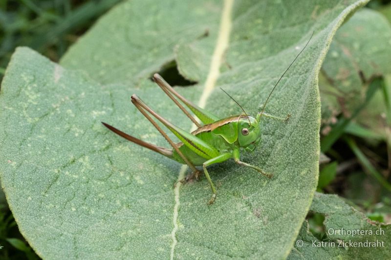 Pholidoptera frivaldszkyi ♀ - BG, Plowdiw, Belovitsa, 10.07.2018