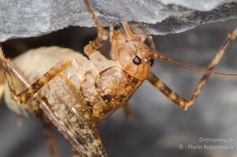 Porträt eines ♀ von Troglophilus neglectus - CH, SG, Wartau, 10.09.2013