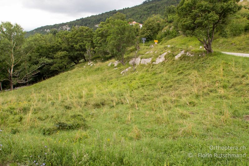 Wüchsige, leichte feuchte Wiese - HR, Istrien, Brest, 25.07.2014