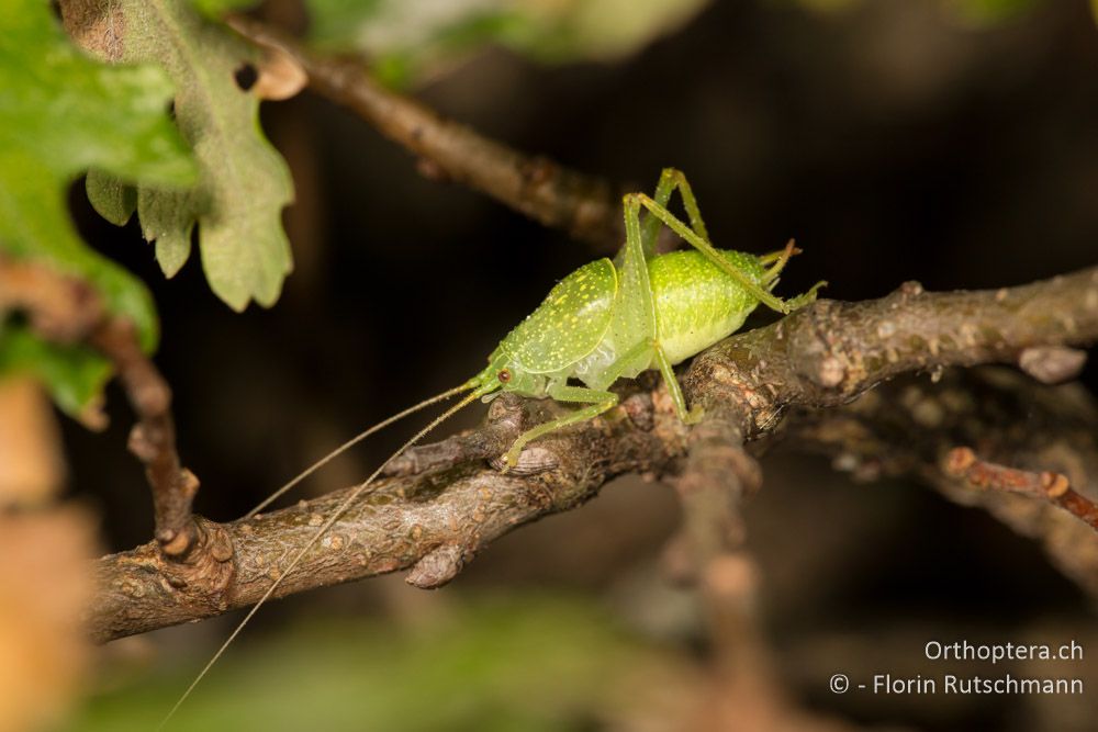 Cyrtaspis scutata ♂ beim Singen - IT, Marken, Fabriano, 23.09.2014