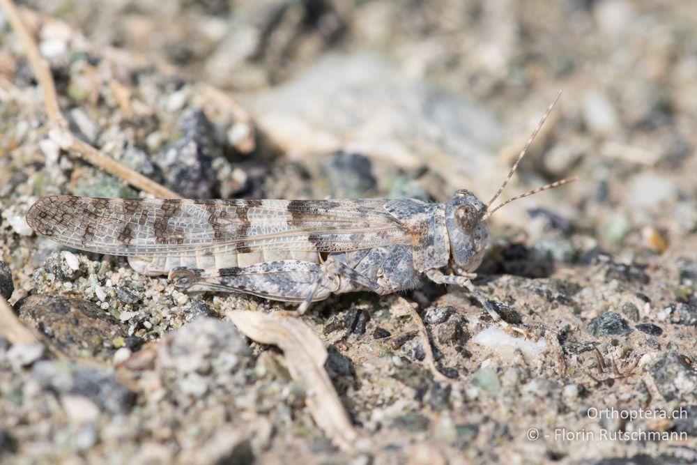Sphingonotus caerulans ♂ - GR, Thessalien, Larissa, 22.06.2015