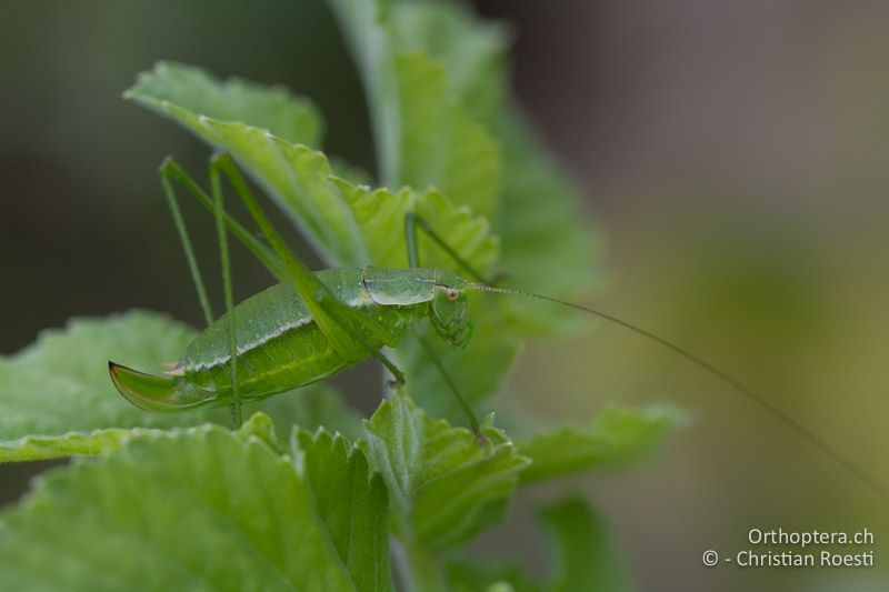 Leptophyes boscii ♀ - HR, Istrien, Potpićan, 12.06.2014