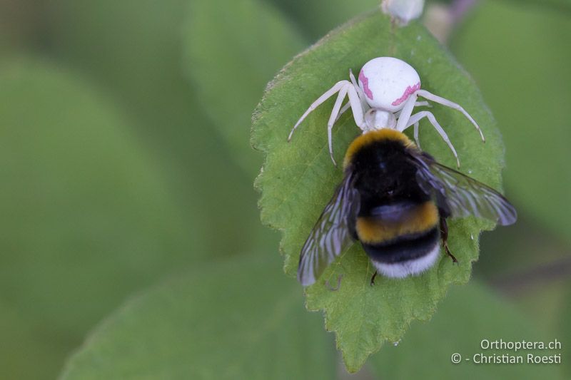 Tatort Spielplatz. Krabbenspinne mit Hummel - GR, Ostmakedonien, Mt. Pangeon, 06.07.2017