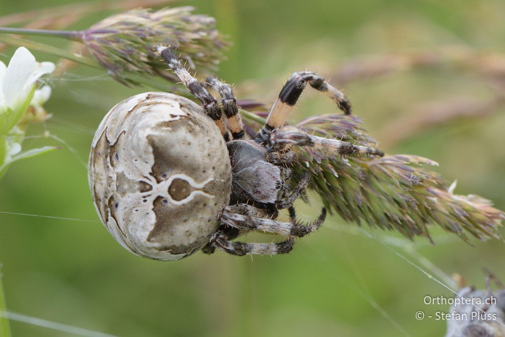 ♀ von Aranaeus grossus - HR, Istrien, Bokordići, 19.06.2016