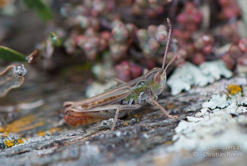 Stenobothrus nigromaculatus ♂, altes Exemplar. Die Fühler sind an der Spitze schon abgestorben - FR, Pyrénées-Orientales, Osseja, 04.10.2010