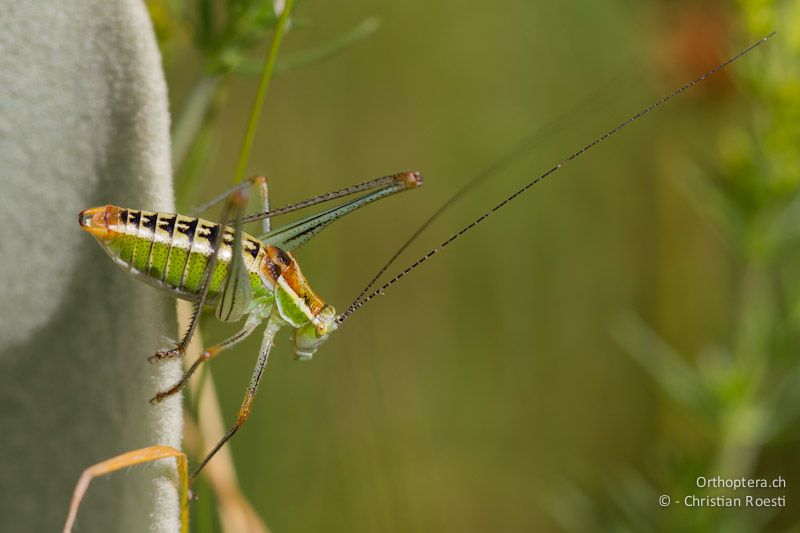 Poecilimon jonicus jonicus - Florina, 13.07.2012