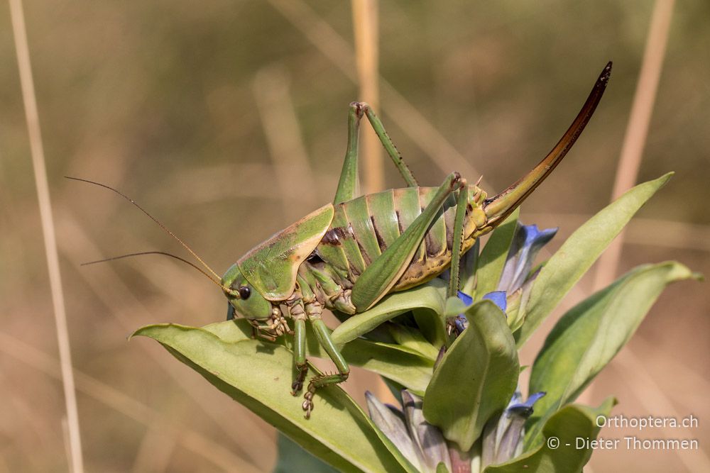 Psorodonotus illyricus ♀ - HR, Istrien, Račja Vas, Dol, 24.07.2015