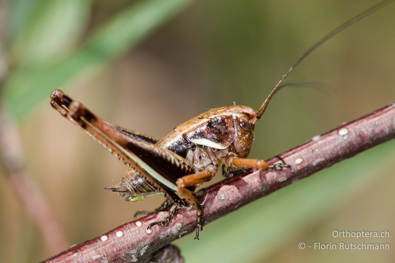 2. Larvenstadium von Pholidoptera aptera - CH, SH, Siblinger Randen, 17.05.2012