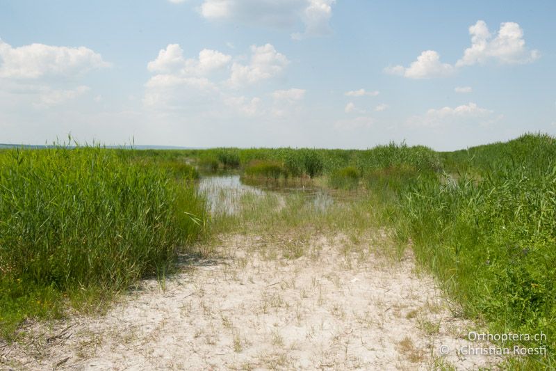 Verschilfter, lehmiger Weg am Neusiedlersee - HU, Nyugat-Dunántúl, Fertőboz, 29.06.2010