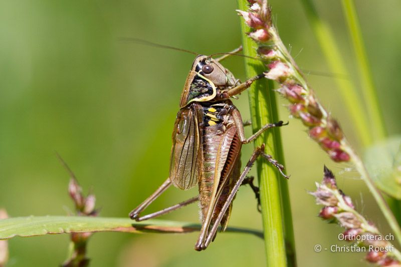 Roeseliana azami minor ♂ - CH, TI, Isone, 04.09.2013