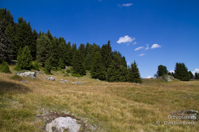 Kurzgrasiger Rasen und Rinderweide - CH, VS, Riederalp, 20.08.2011