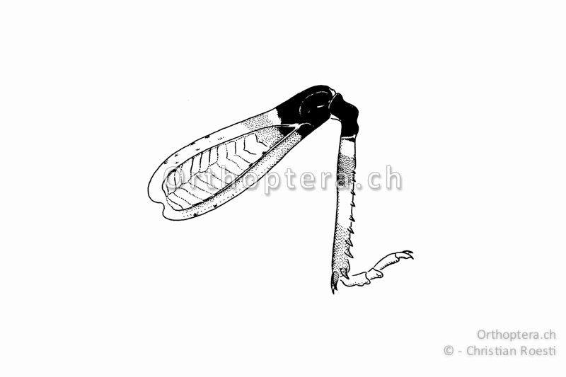 Linkes Hinterbein einer Larve von Sphingonotus caerulans im 1.-2. Stadium.