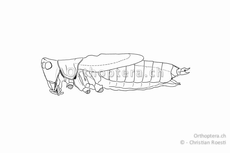 Habitus von Conocephalus dorsalis ♂. Die Flügel beider Geschlechter erreichen ca. die Hinterleibsmitte.