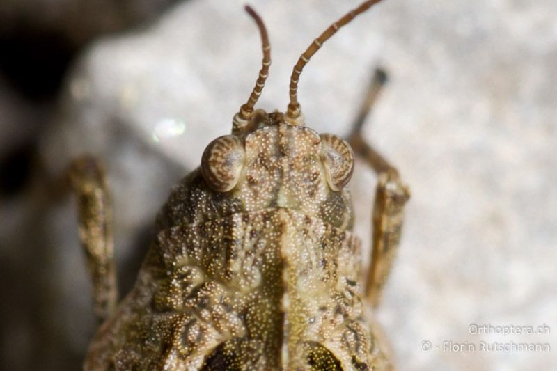 Kopf und Halsschild von Tetrix tenuicornis ♀ von oben. Der vordere Halsschildrand ist nur leicht stumpfwinklig Richtung Kopf vorspringend. Die langen und schmalen Fühlerglieder sind an den Enden leicht erweitert - AT, Vorarlberg, Grosses Walsertal, 23.05.2011