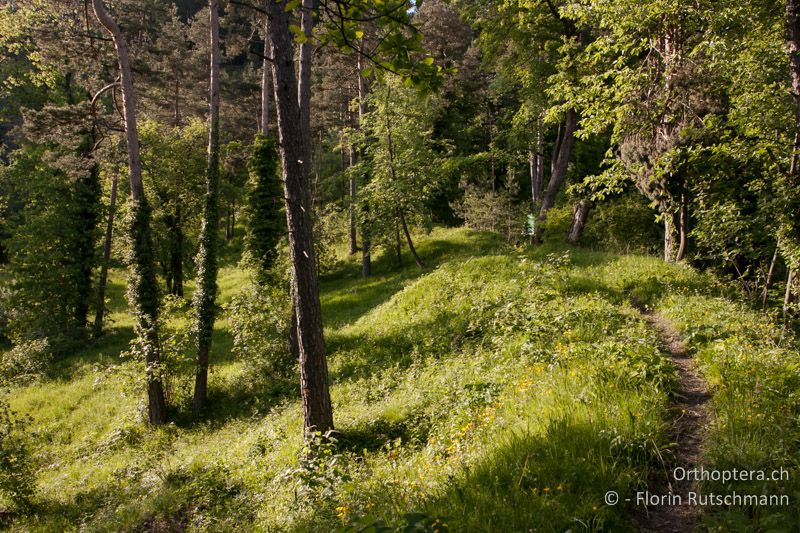 Lichter Wald mit Gebüschgruppen - CH, TG, Immenberg, 05.06.2013