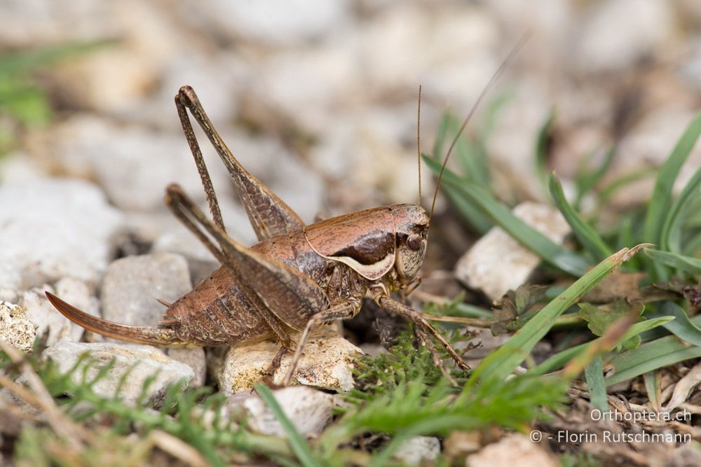Pholidoptera fallax ♀ - IT, Marken, Cacciano, 25.09.2014