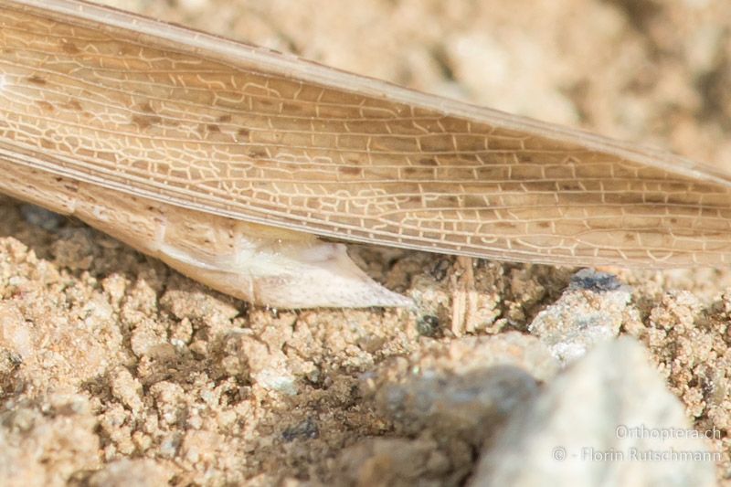 Kegelförmig verlängerte Subgenitalplatte des ♂ - FR, Korsika, Biguglia, 03.08.2017