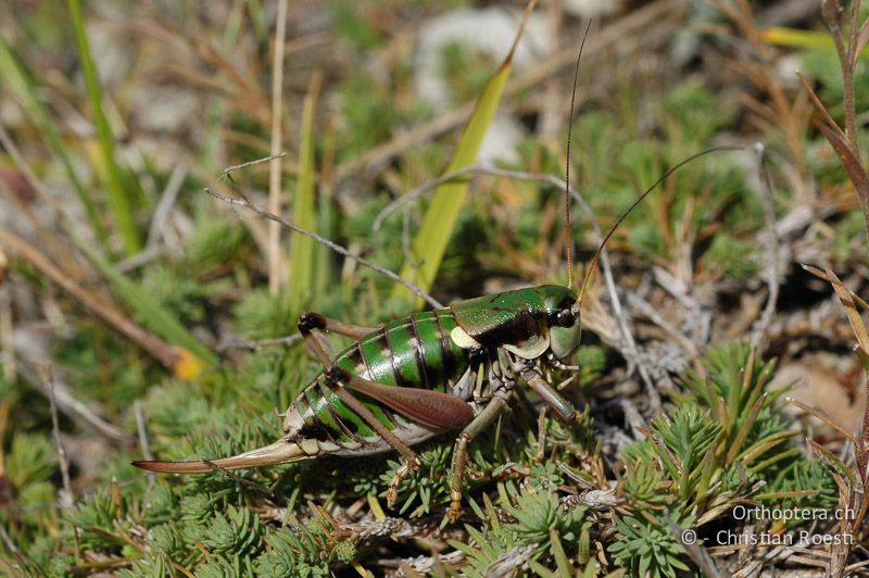 Anonconotus alpinus ♀ - FR, Drôme, Col de Menée, 02.09.2007