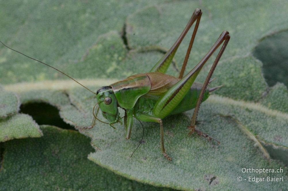 Pholidoptera frivaldszkyi ♂ - BG, Pasardschik, Streltscha, 10.07.2018