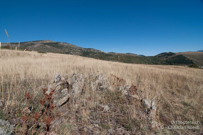 Bergwiese - FR, Pyrénées Orientales, Enveitg, 06.10.2010