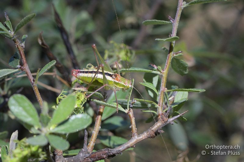 Poecilimon macedonicus ♂ - GR, Zentralmakedonien, Mt. Hortiatis, 04.07.2017