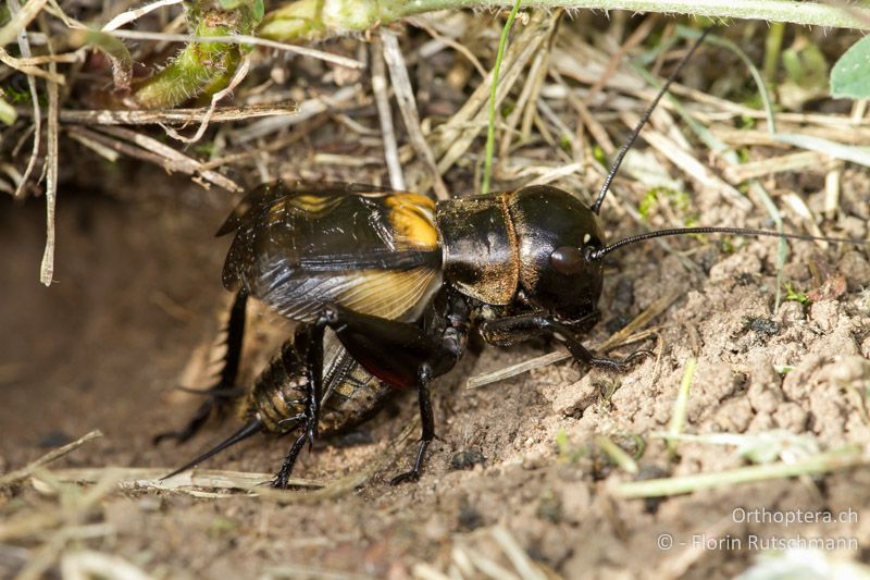 Gryllus campestris ♂ - CH, AG, Untersiggenthal, 28.04.2012