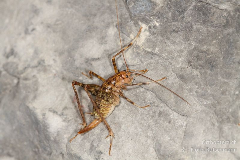 Troglophilus neglectus ♀ - CH, SG, Wartau, 10.09.2013