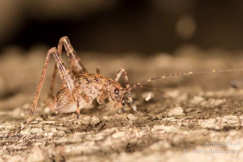 ♂ Larve von Troglophilus neglectus - HR, Istrien, Pazin, 16.07.2015