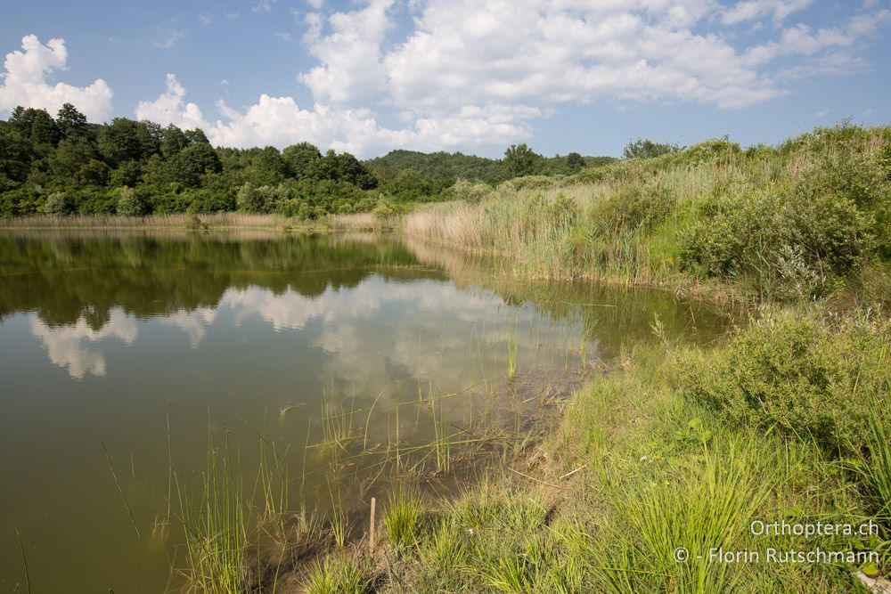 Fischweiher mit angrenzenden Feuchtgebieten - HR, Istrien, Cerovlje, 24.06.2016