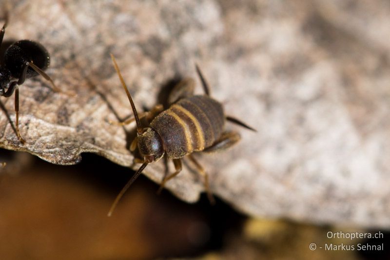 Myrmecophilus acervorum ♀ mit Glänzendschwarzer Holzameise (Lasius fuliginosus) - AT, Wien, Prater, 18.04.2012