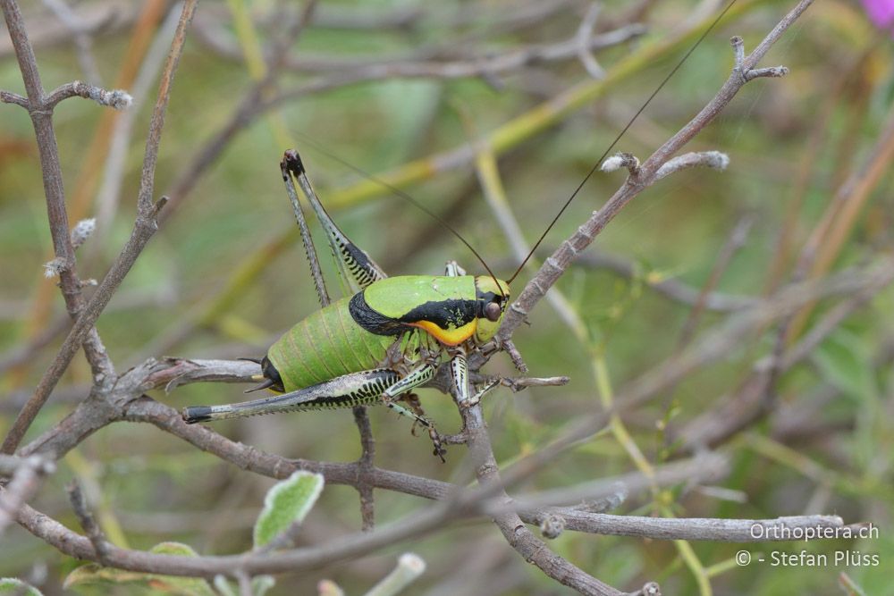♂ von Eupholidoptera schmidti - HR, Istrien, Premantura, Gornji Kamenjak, 20.06.2016