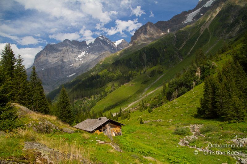 Alpenplackenflur und feuchte Säume entlang des Bergbachs - CH, BE, Stechelberg, 02.08.2012