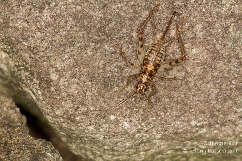 Gryllomorpha dalmatina ♀ - CH, TI, Agarone, 14.09.2012