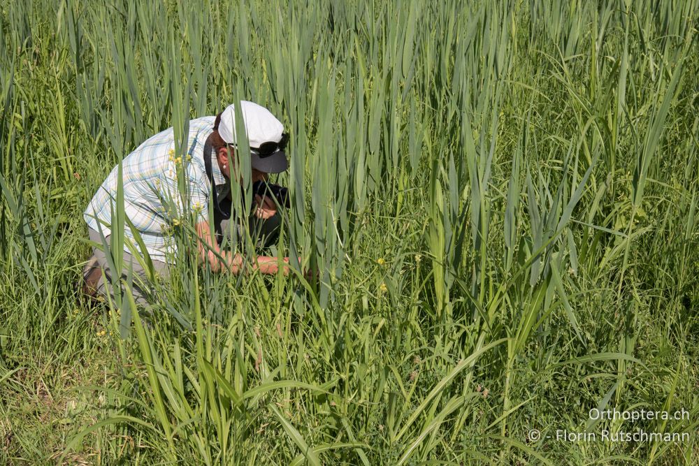 Da war doch was im Gras! - HR, Istrien, Motovun, 23.06.2016