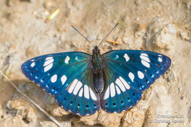 Blauschwarzer Eisvogel