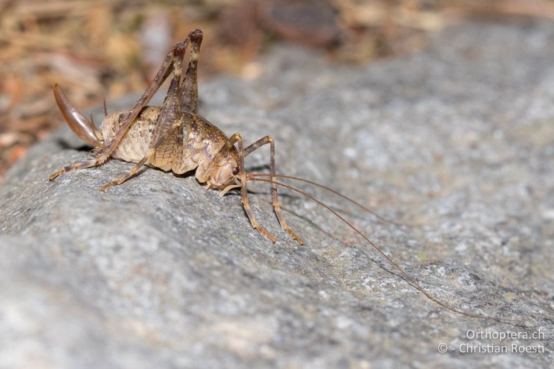 Troglophilus cavicola ♀ - CH, GR, Puschlav, 25.07.2019