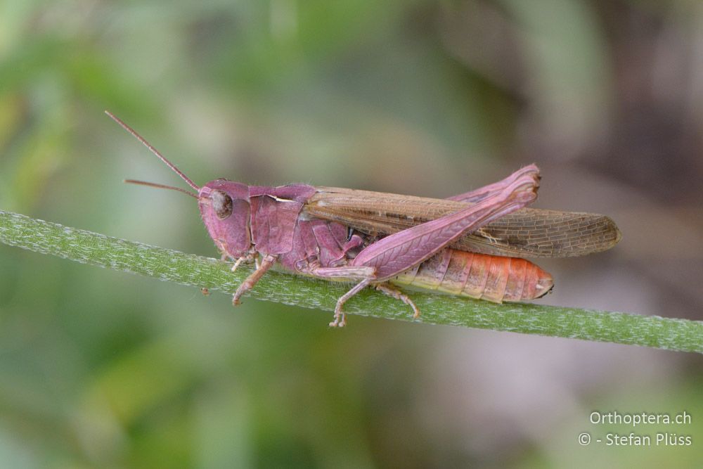 Chorthippus bornhalmi ♀ - HR, Istrien, Račja Vas, Dol, 24.07.2015