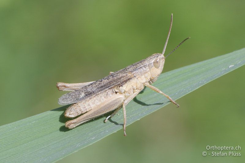 Weissfüssiger Grashüpfer (Chorthippus oschei) ♂ - GR, Westmakedonien, Kleiner Prespasee 13.07.2017