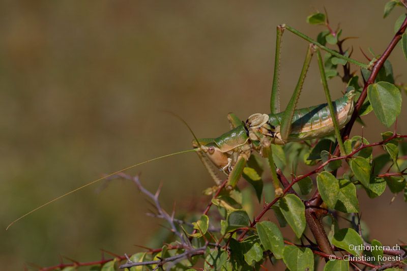 Die Sägeschrecke Saga natoliae gehört zu den grössten Heuschrecken der Westpaläarktis - Asprovalta, 11.07.2012