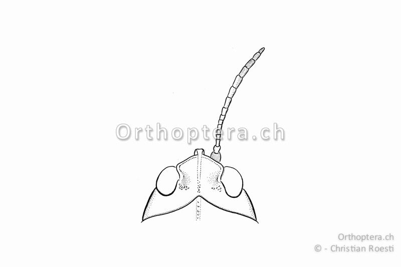 Kopf und rechter Fühler von oben von Tetrix bipunctata ♀. Der Kopfgipfel ragt deutlich stumpfwinklig über die relativ kleinen Augen. Der Halsschild-Vorderrand ragt winklig gegen den Kopf, ein gutes Merkmal zur Abgrenzung von Tetrix undulata und Tetrix tenuicornis.