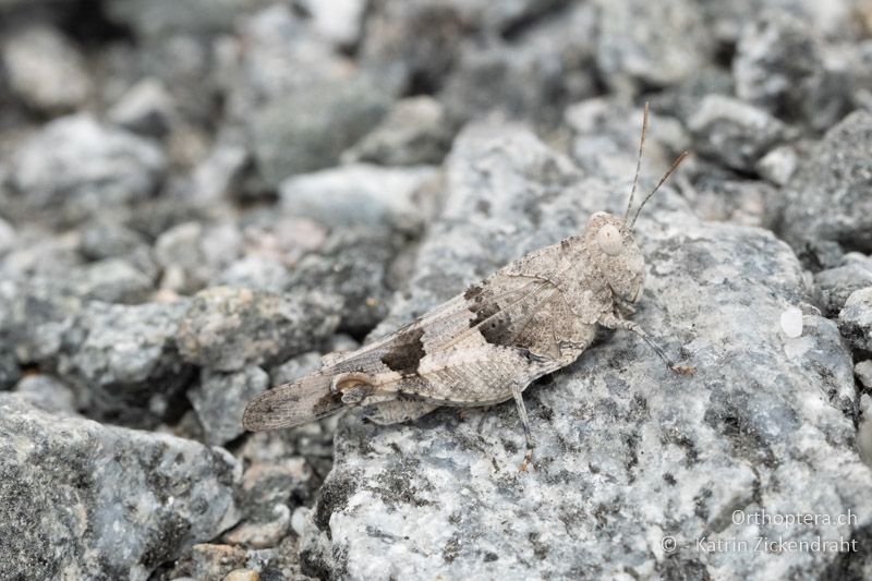 Oedipoda miniata ♀ - BG, Chaskowo, Matochina, 09.07.2018