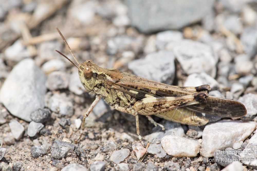Aiolopus thalassinus ♂ - GR, Zentralmakedonien, Methoni, 19.06.2015