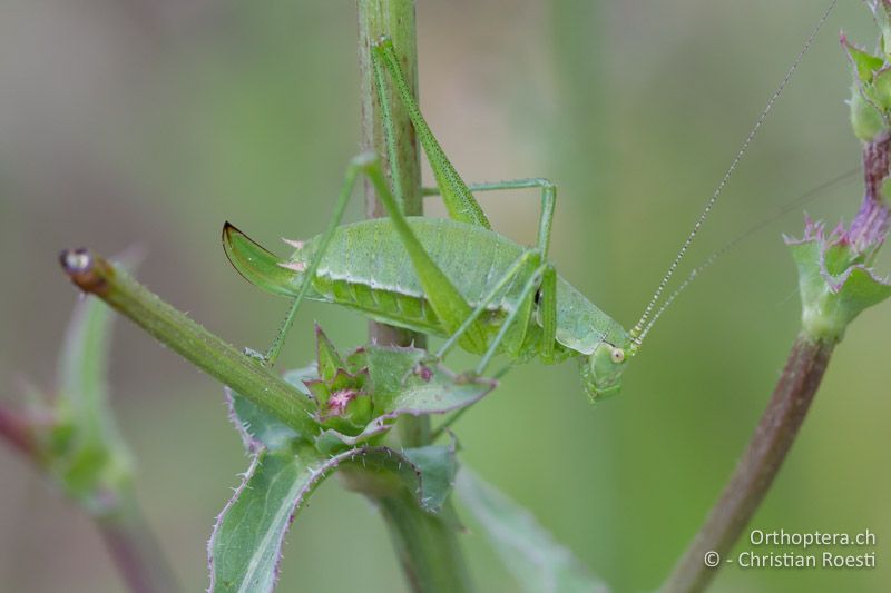 Leptophyes boscii ♀ - HR, Istrien, Potpićan, 12.06.2014